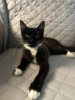Sandy PA -  Domestic Short Hair Cat for Adoption in Denham Springs, Louisiana - Sandy PA | PetCurious