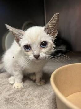 Concha -  Domestic Short Hair Cat for Adoption in Gainesville, Florida - Concha | PetCurious
