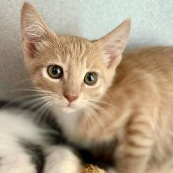 -Duke -  Tabby and Domestic Short Hair Cat for Adoption in Red Bluff, California - -Duke | PetCurious