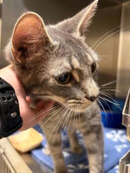 Margaret -  Domestic Short Hair Cat for Adoption in Fall River, Massachusetts - Margaret | PetCurious