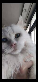Whitey -  Turkish Angora and Persian Cat for Adoption in Randolph, Massachusetts - Whitey | PetCurious