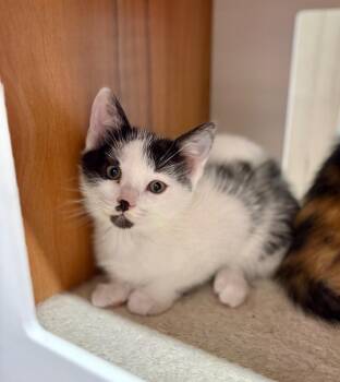 Lord Farquaad -  Domestic Short Hair Cat for Adoption in Calgary, Alberta - Lord Farquaad | PetCurious