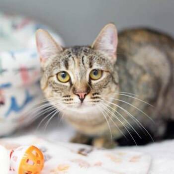 Domestic Short Hair Cats Available for Adoption - Cadbury | PetCurious