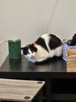 Rescue American Shorthair Cats for Adoption in Huntington, New York - LUNA | PetCurious