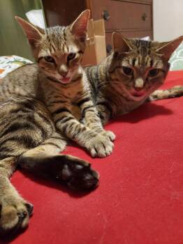 Chewbacca -  Domestic Short Hair Cat for Adoption in Plymouth, Michigan - Chewbacca | PetCurious