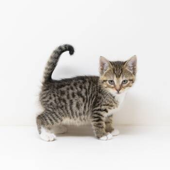Tabby Cats Available for Adoption in Trophy Club, Texas - Willow | PetCurious