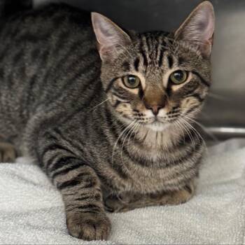 Domestic Short Hair Cats Available for Adoption in Minnetonka, Minnesota - Lettuce C69257 | PetCurious