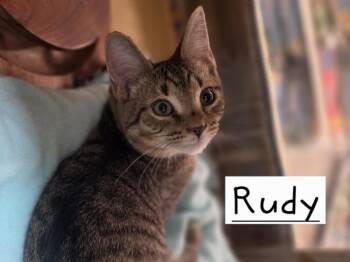 Rudy       PIA -  Domestic Short Hair Cat for Adoption in Metamora, Illinois - Rudy       PIA | PetCurious