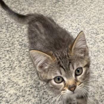 Shay -  Domestic Short Hair Cat for Adoption in Falls Church, Virginia - Shay | PetCurious