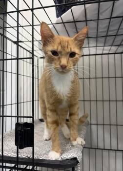 Eerie -  Domestic Short Hair Cat for Adoption in Lafayette, Colorado - Eerie | PetCurious