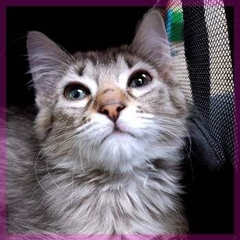 Domestic Medium Hair Cats Available for Adoption in Guaynabo, Guaynabo - Henrietta | PetCurious