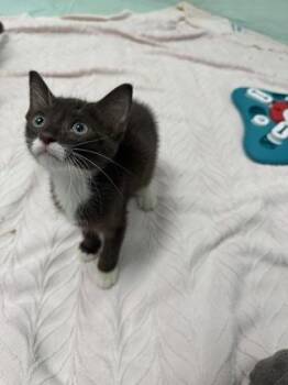 Latte -  Domestic Short Hair Cat for Adoption in Honolulu, Hawaii - Latte | PetCurious