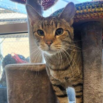 Zander -  Domestic Short Hair Cat for Adoption in Kingman, Arizona - Zander | PetCurious