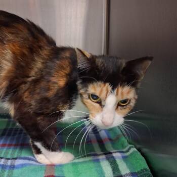 Ellie -  Domestic Short Hair Cat for Adoption in Newark, New Jersey - Ellie | PetCurious