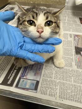 Rescue Domestic Short Hair Cats for Adoption in Riverside, California - EMMELINE | PetCurious