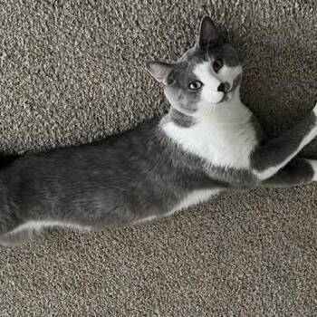 GraySahn-Wynter - Courtesy Post -  Domestic Short Hair Cat for Adoption in Frederick, Maryland - GraySahn-Wynter - Courtesy Post | PetCurious