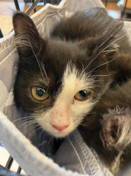 Funny Bunny -  Domestic Short Hair Cat for Adoption in Christiansburg, Virginia - Funny Bunny | PetCurious