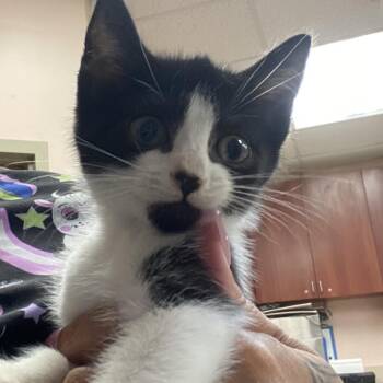 Donald -  Domestic Short Hair Cat for Adoption in Columbus, Georgia - Donald | PetCurious