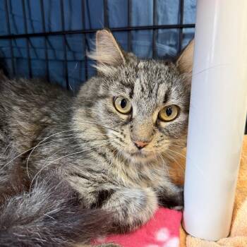Chapman -  Domestic Medium Hair Cat for Adoption in Morristown, Vermont - Chapman | PetCurious