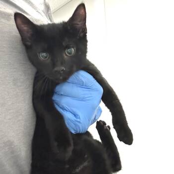 Puma -  Domestic Short Hair Cat for Adoption in Concord, North Carolina - Puma | PetCurious