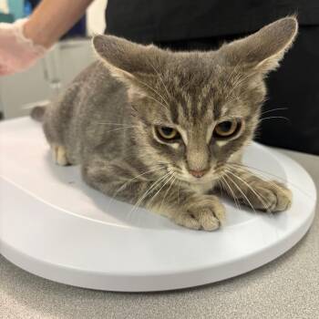 Scott -  Domestic Short Hair Cat for Adoption in Manhattan, Kansas - Scott | PetCurious