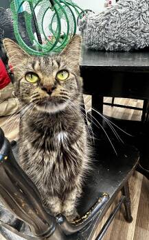 Rescue Tabby Cats for Adoption in Grand Rapids, Michigan - Bernadette | PetCurious