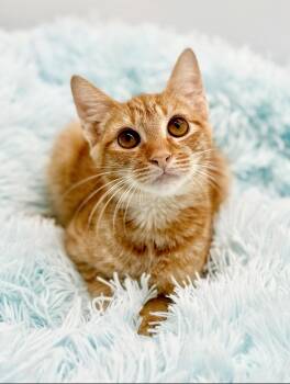 Rescue American Bobtail Cats for Adoption in Covington, Louisiana - Parking Ticket | PetCurious