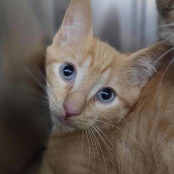 Nemo -  Domestic Short Hair Cat for Adoption in Windsor, Virginia - Nemo | PetCurious