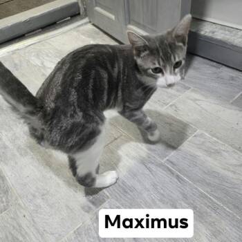 Maximus -  Domestic Short Hair Cat for Adoption - Maximus | PetCurious