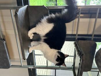 Rescue Domestic Long Hair Cats for Adoption in West Newton, Pennsylvania - Belle | PetCurious