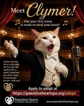 Clymer -  Domestic Short Hair Cat for Adoption in Kenhorst, Pennsylvania - Clymer | PetCurious