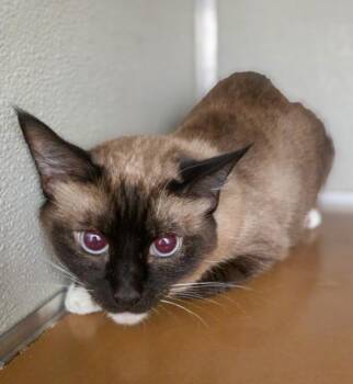Izzy -  Siamese and Domestic Short Hair Cat for Adoption in Fresno, California - Izzy | PetCurious