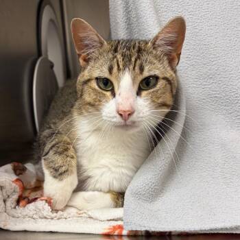 Jasper -  Domestic Short Hair Cat for Adoption in Newark, New Jersey - Jasper | PetCurious