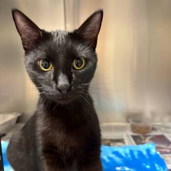 Rescue Domestic Short Hair Cats for Adoption in Milton, Florida - Tom Tom | PetCurious