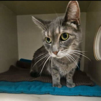 Rescue Domestic Short Hair Cats for Adoption in Conway, New Hampshire - Nina | PetCurious