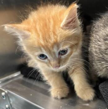 Skittles -  Domestic Short Hair Cat for Adoption in New York, New York - Skittles | PetCurious
