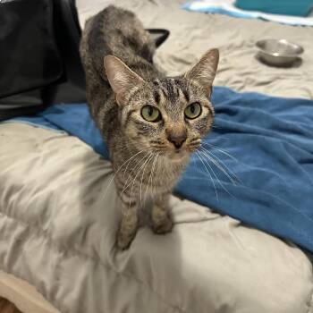 Dutchess -  Domestic Short Hair Cat for Adoption in Westhampton, New York - Dutchess | PetCurious