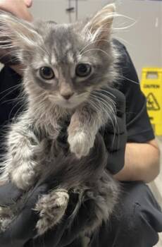 JULISA -  Domestic Long Hair Cat for Adoption in Redlands, California - JULISA | PetCurious