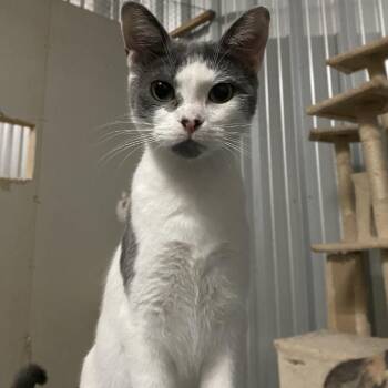 Domestic Short Hair Cats Available for Adoption - Hailey Arkansas | PetCurious