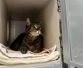 Domestic Short Hair Cats Available for Adoption in Longmont, Colorado - Mickey | PetCurious