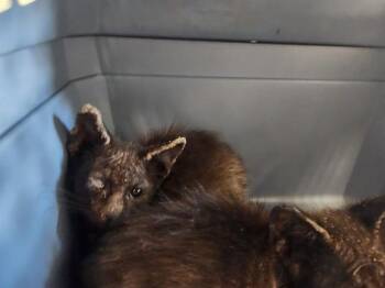 TWINKIE -  Domestic Short Hair Cat for Adoption in Ocala, Florida - TWINKIE | PetCurious