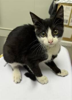 Domestic Short Hair Cats Available for Adoption in Ontario, California - COCA COLA | PetCurious