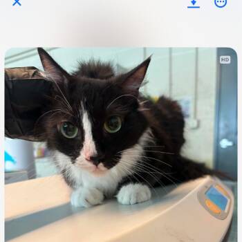 Sissy Girl -  Domestic Long Hair Cat for Adoption in Huntington, West Virginia - Sissy Girl | PetCurious
