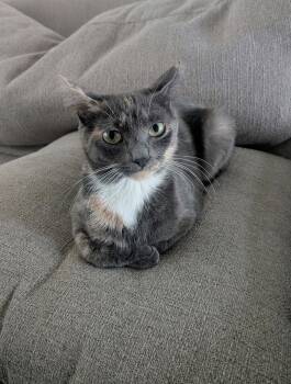 Dilute Calico Cats Available for Adoption in Zephyrhills, Florida - Dahlia (8565) | PetCurious