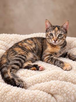 Ember -  Calico and Tabby Cat for Adoption in Pineville, Louisiana - Ember | PetCurious