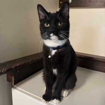 Domestic Short Hair Cats Available for Adoption - Dunn | PetCurious