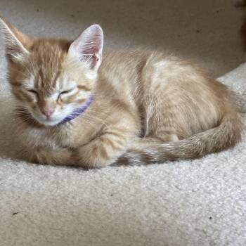 George -  Domestic Short Hair Cat for Adoption in Beaverton, Oregon - George | PetCurious