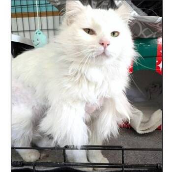 Domestic Long Hair Cats Available for Adoption in Millcreek, Utah - Qat | PetCurious