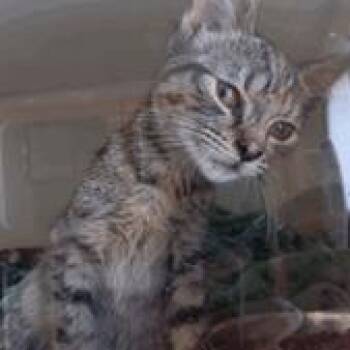 Athens -  Domestic Short Hair Cat for Adoption in NEW PT RICHEY, Florida - Athens | PetCurious