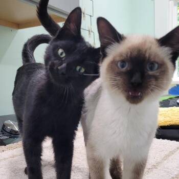 Victoria -  Domestic Short Hair Cat for Adoption in Coos Bay, Oregon - Victoria | PetCurious